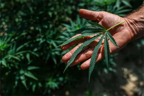 Brasil autoriza o cultivo de maconha e expande uso terapêutico de cannabis