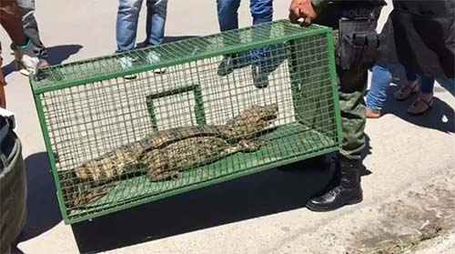Jacaré é encontrado em restaurante no bairro Gruta de Lourdes, em Maceió