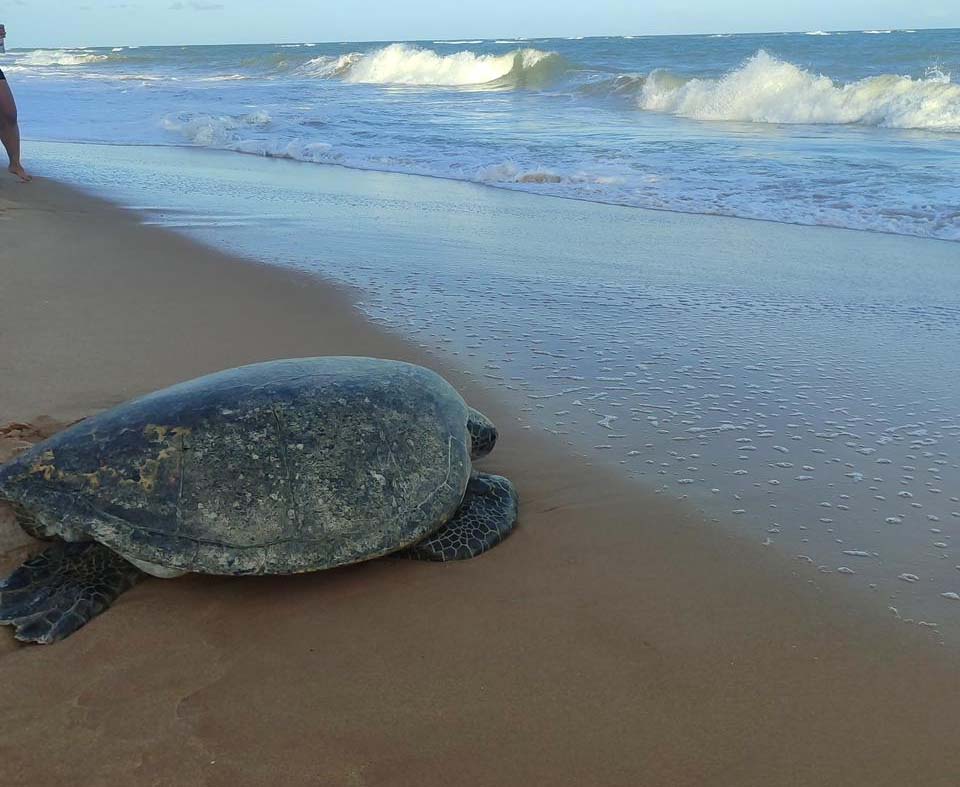 Tartaruga Marinha é Libertada Após Longo Período de Recuperação no Litoral de Alagoas