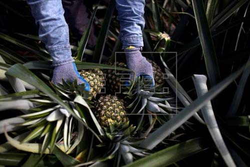 Polícia da Espanha apreende 800 quilos de cocaína em abacaxis do Brasil