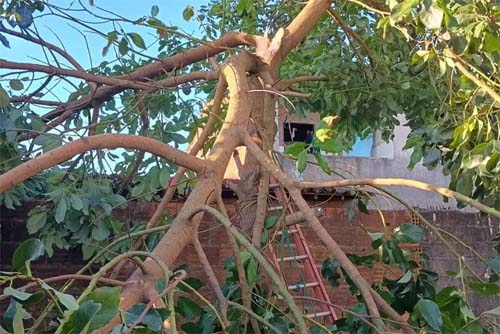 Árvore de grande porte desaba sobre residência na Zona Universitária, causando preocupação