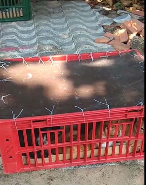 Mais de 30 gatos são abandonados dentro de caixas à porta de ONG em Maceió