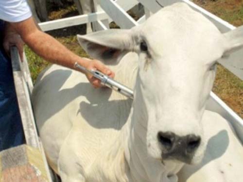 Volume de animais abatidos em Alagoas tem a maior retração do País, aponta IBGE