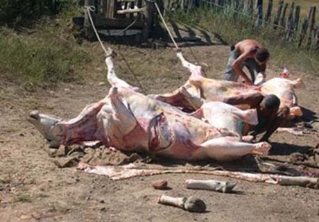 Sem matadouro, abate de carne bovina, suina e caprina deixa comunidade de União exposta a riscos de saude