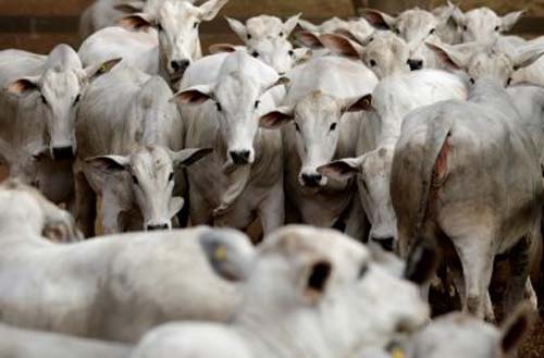 Abate de bovinos no Brasil recua 8,5% em 2020 após três anos de alta, diz IBGE