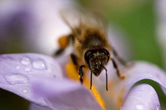 Mulher morre após sessão de acupuntura com abelhas