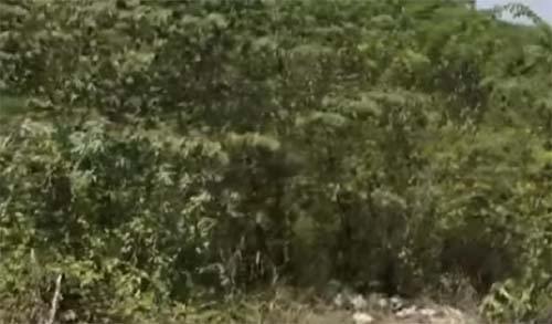 Achado Fragmentos de Cérebro Humano em Residencial Levanta Suspeitas de Desaparecimento Não Resolvido