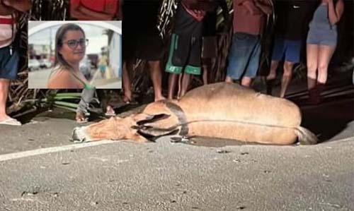 Mulher morre após motocicleta colidir com animal na BR-416, em Colônia Leopoldina