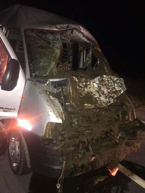 Animais soltos em rodovia federal voltam a protagonizar acidente na BR-104; Van teve sua frente totalmente destruída