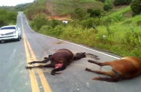 Animais na pista causam acidente com empresário em Viçosa