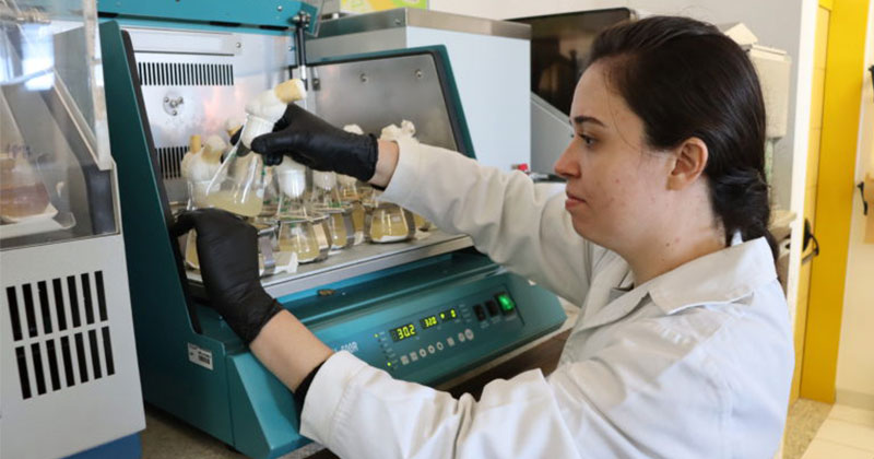 Bactérias da folha da laranja podem reduzir impacto de agrotóxicos na natureza