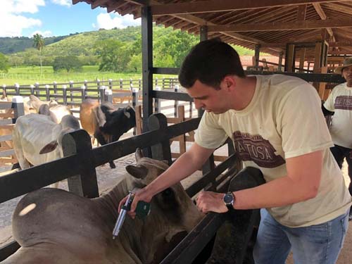 Adeal inicia segunda etapa da campanha de vacinação contra aftosa nesta sexta-feira (1º)