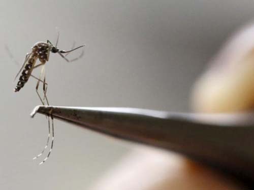 Casos de doenças transmitidas pelo mosquito Aedes aegypti crescem em Penedo e acendem alerta