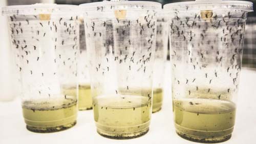 Infecção por dengue cai 77% em teste com bactéria em mosquito Aedes Aegypti