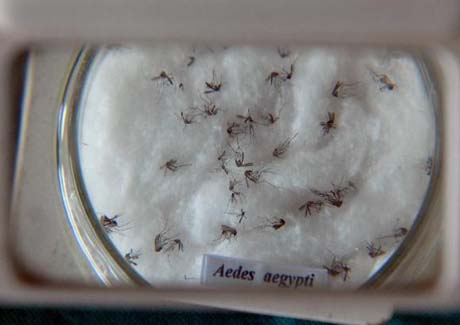 Casos de dengue no país ultrapassam 1 milhão, diz Ministério da Saúde