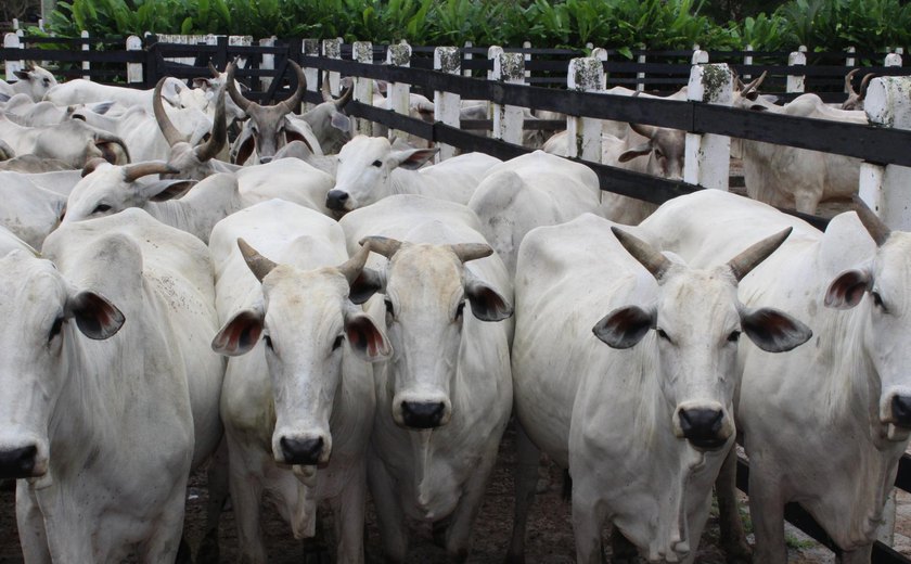 Prazo para vacinar rebanho contra aftosa encerra nesta quarta (15)