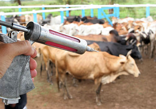Ministro da Agricultura anuncia que Alagoas e 7 estados estão livres da Aftosa