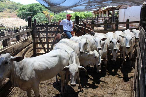 Alagoas inicia segunda etapa da campanha de vacinação contra a febre aftosa