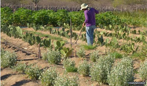 Necessidade de trabalhar é principal motivo para abandonar escola