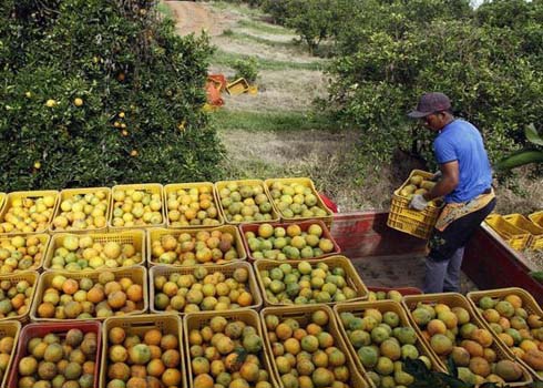 10 mil pequenos agricultores alagoanos podem ter suas terras leiloadas