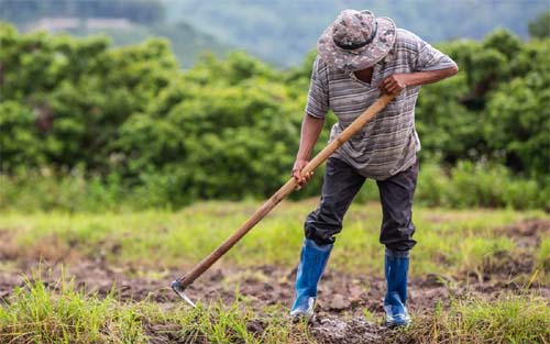 Preço pago ao produtor agropecuário começou o ano em queda