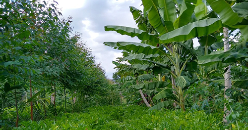 Evento debate sistemas agroflorestais e desenvolvimento sustentável no meio rural