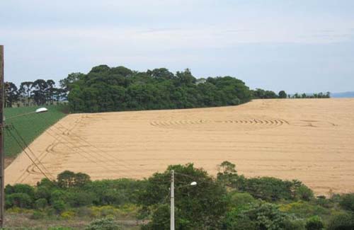 Pelo 6º ano, sinais aparecem em plantações de trigo em SC
