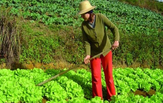 União está incluso no Plano de Agricultura Familiar do PRONAF (BNB)