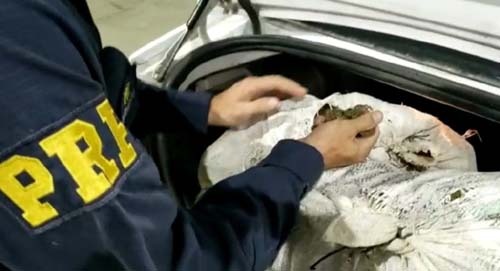 PRF/AL, DNARC e 4º BPM/AL trocam informações e prendem traficantes com 41 kg de maconha no Sertão de Alagoas