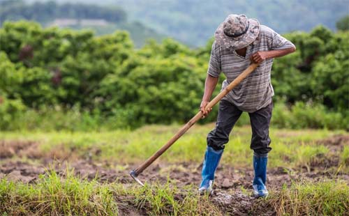 Pagamento do Garantia-Safra 2021/2022 beneficia mais de 15 mil agricultores de Alagoas