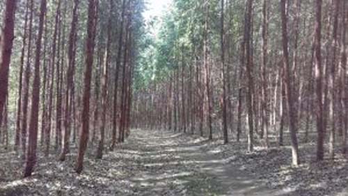 Workshop discute o futuro da eucaliptocultura em Alagoas