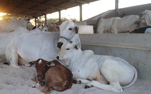 71ª Expoagro/AL começa neste sábado (23) e promete ser a maior em negócios