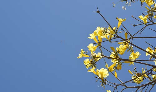 Primavera em Alagoas deve ser de chuvas rápidas nas manhãs e madrugadas das primeiras semanas