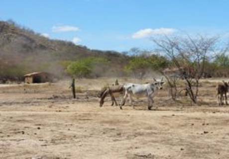 Campo Alegre, Junqueiro e Teotônio Viela decretam situação de emergência