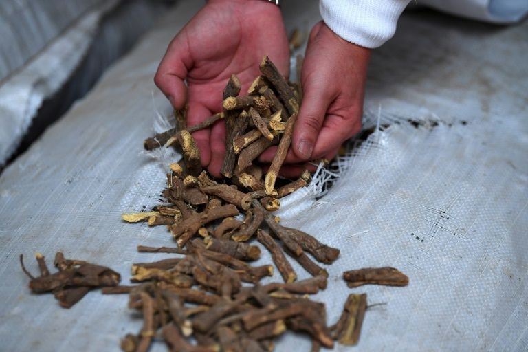 Presidente do Turcomenistão propõe alcaçuz como remédio contra o coronavírus