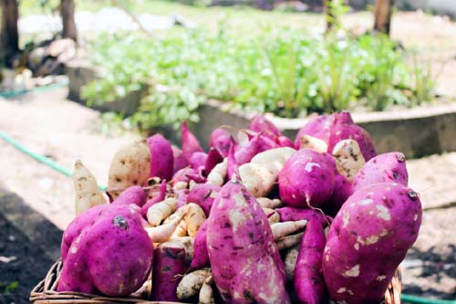 Produtores poderão tirar dúvidas sobre edital de aquisição da agricultura familiar