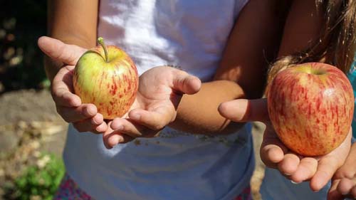 Alimentos não higienizados podem ser transmissores do coronavírus