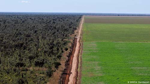 Frango vendido em redes britânicas é ligado a desmatamento no Brasil