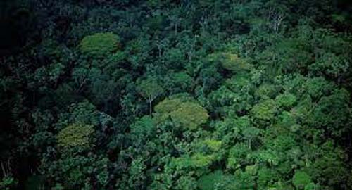 Projeto dos EUA para reduzir impacto do desmatamento pode afetar exportações do Brasil?