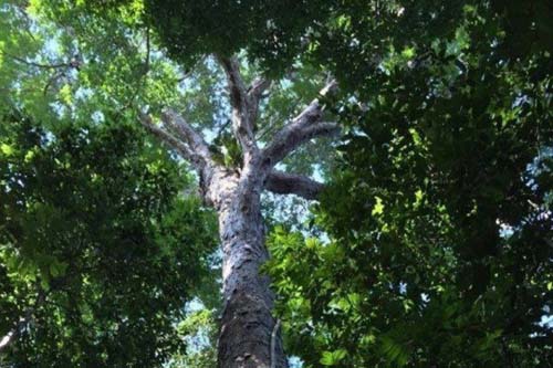 Empresas dos EUA são 'cúmplices' de desmatamento e abusos na Amazônia, diz Amazon Watch