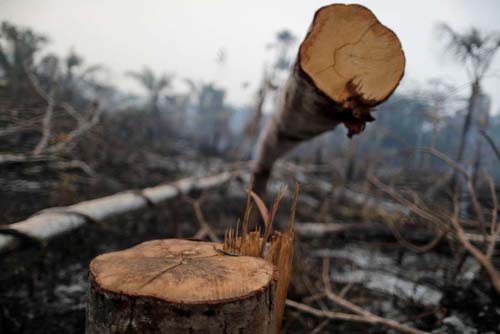 Exploração de madeira avança em três Estados da Amazônia, mostra estudo