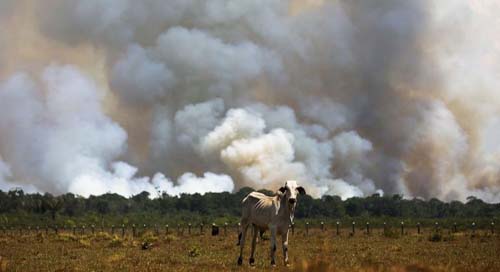 Desmatamento na Amazônia cai pelo 2º mês, mas continua alto