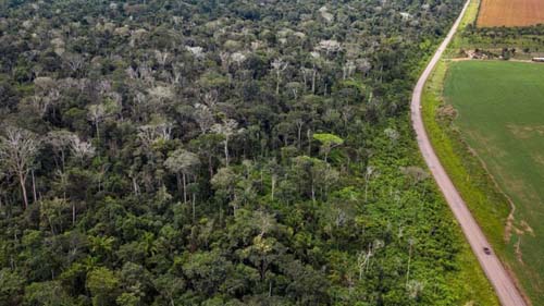 Amazônia: Como El Niño ajudou a devastar 2,5 bilhões de árvores e cipós em meio a seca e incêndios