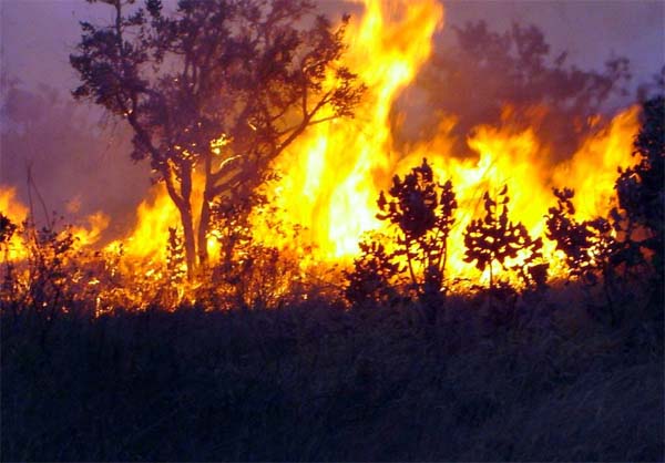 Queimadas explodem na Amazônia após eleições 