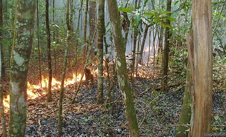 Incêndios ocultos na Amazônia desafiam cientistas (Fogo Corredor)