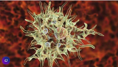 Ameba 'comedora de cérebro': caso de infecção na Flórida gera alerta nos EUA