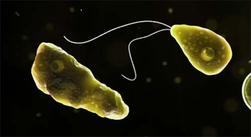 Ameba que 'come cérebro' pode ser encontrada no Brasil