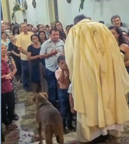 Cadela é atração em Anadia por frequentar igrejas, procissões e velórios