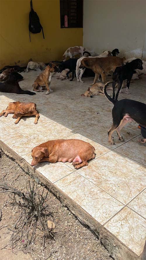 Operação resgata 300 cães abandonados e em situação de canibalismo