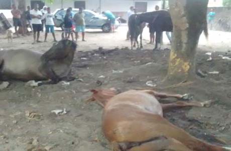 Criador denuncia morte de cavalos por envenenamento em Maceió